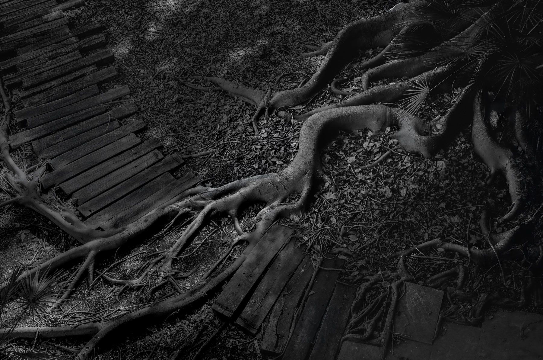Raíces y pasarela de madera en blanco y negro, fotografía de Tomeu Fiol