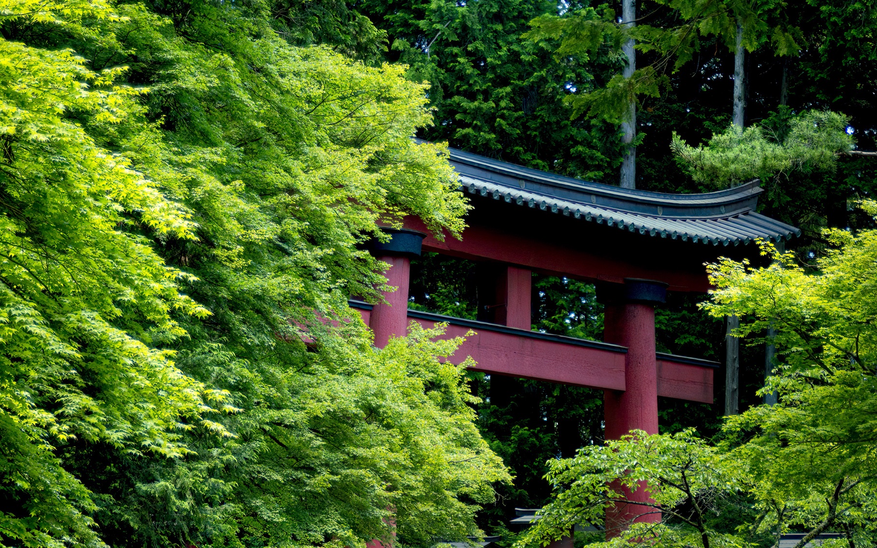 Torii rojo del santuario Kitaguchi Hongu Fuji Sengen entre árboles, fotografía de Tomeu Fiol