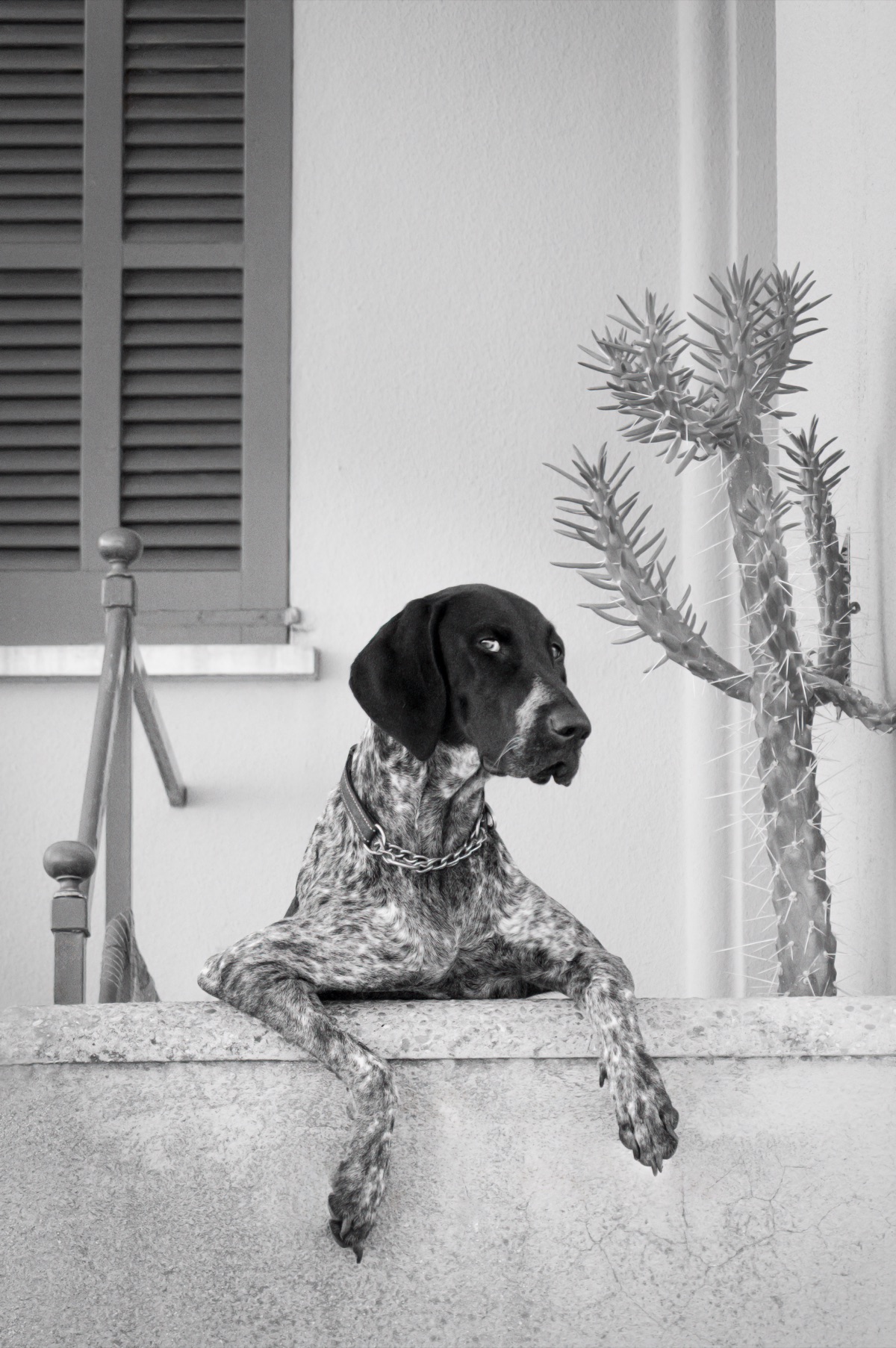 Perro en blanco y negro apoyado sobre un muro junto a un cactus en Puigpunyent, fotografía de Tomeu Fiol